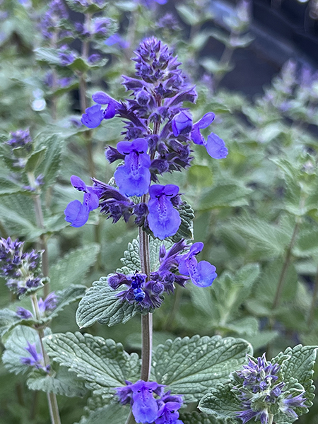 Nepeta ‘Hill Grounds’