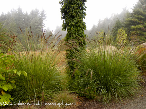 Pennisetum spathiolatum