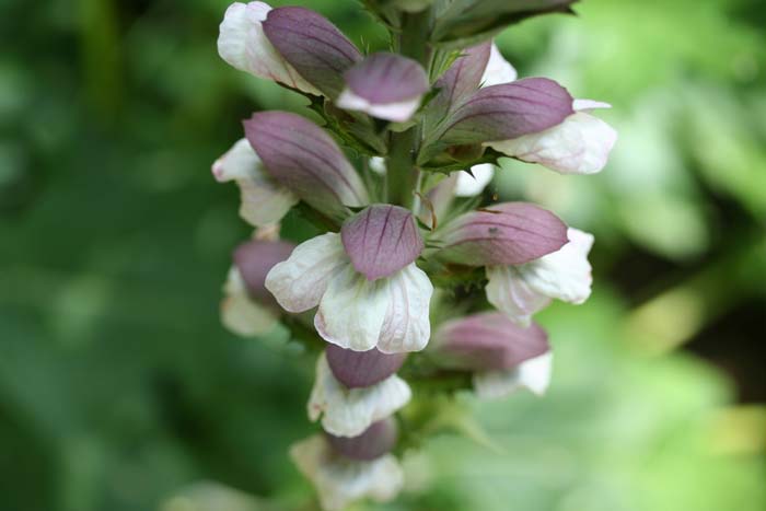 Acanthus spinosus