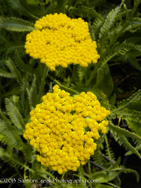 Achillea Coronation Gold