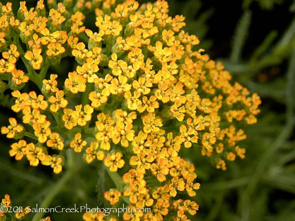 Achillea ‘Marmalade’