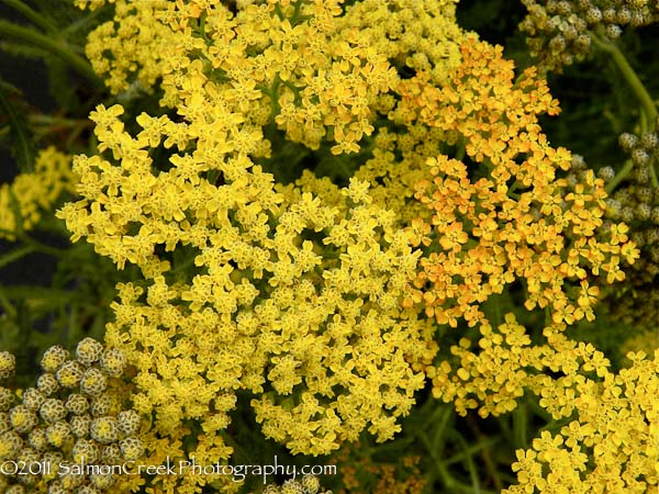 Achillea ‘Marmalade’