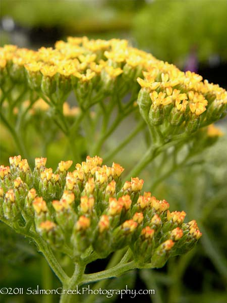 Achillea ‘Marmalade’