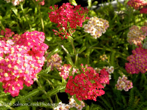 Achillea Paprika