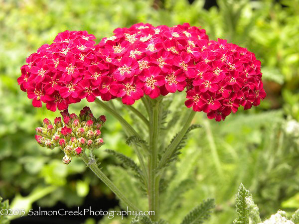 Achillea millefolium ‘Red Velvet’