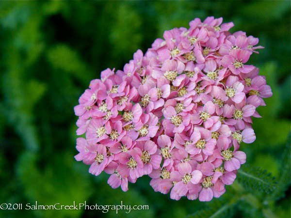 Achillea Weser River Sandstone