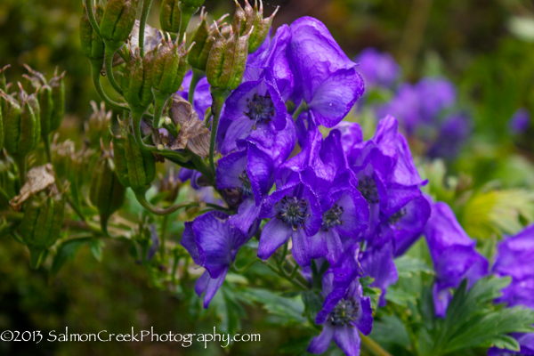 Aconitum carmichaelii Arendsii