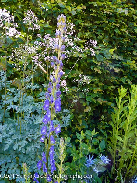 Aconitum carmichaelii Arendsii