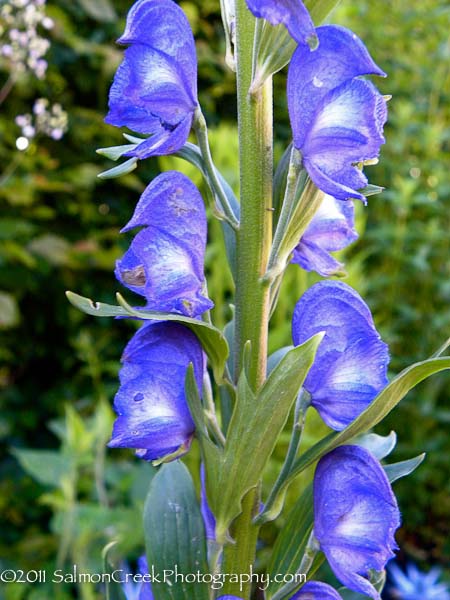 Aconitum carmichaelii Arendsii