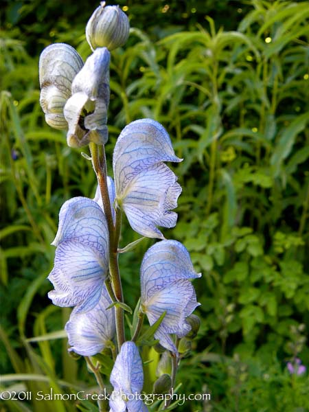 Aconitum cammarum Stainless Steel