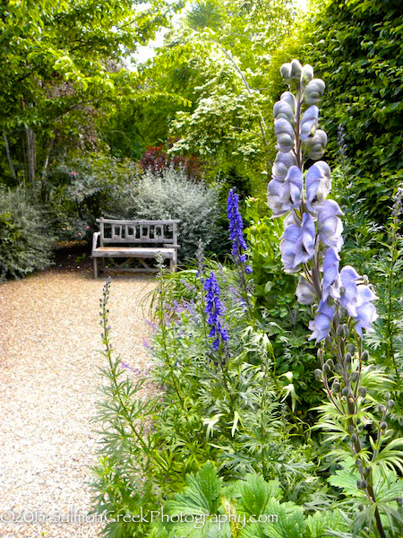 Aconitum cammarum ‘Stainless Steel’