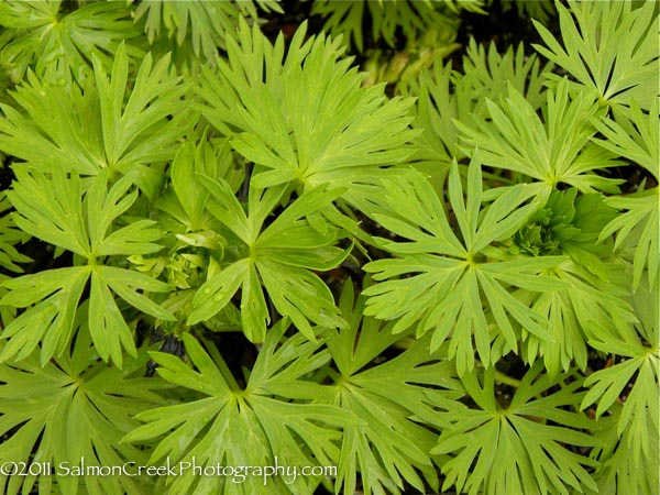 Aconitum cammarum Stainless Steel