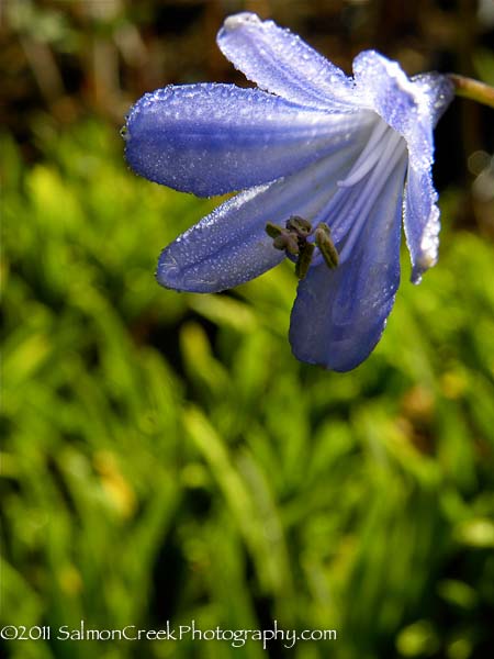 Agapanthus Lilliput