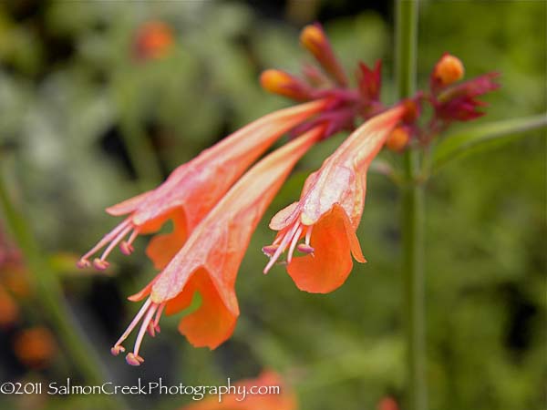 Agastache aurantiaca Apricot Sprite