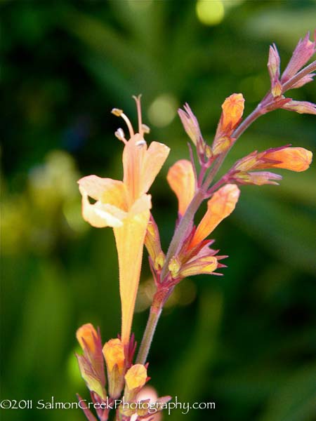 Agastache aurantiaca ‘Apricot Sunrise’