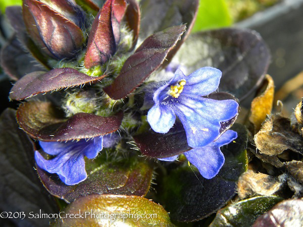 Ajuga reptans ‘Catlin’s Giant’