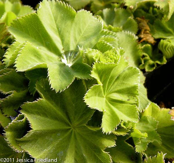 Alchemilla mollis Auslese