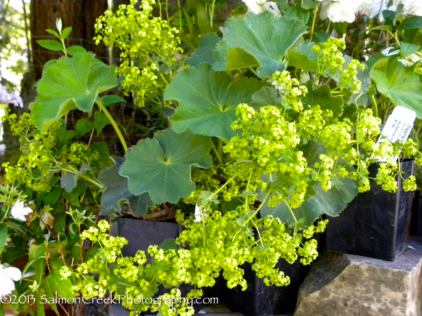 Alchemilla mollis Robusta