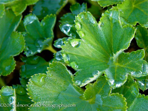 Alchemilla glaucescens