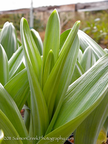 Allium ‘Mont Blanc’