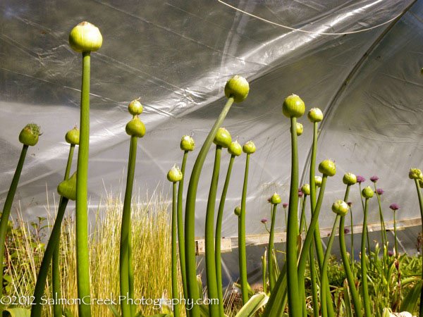 Allium ‘Mont Blanc’