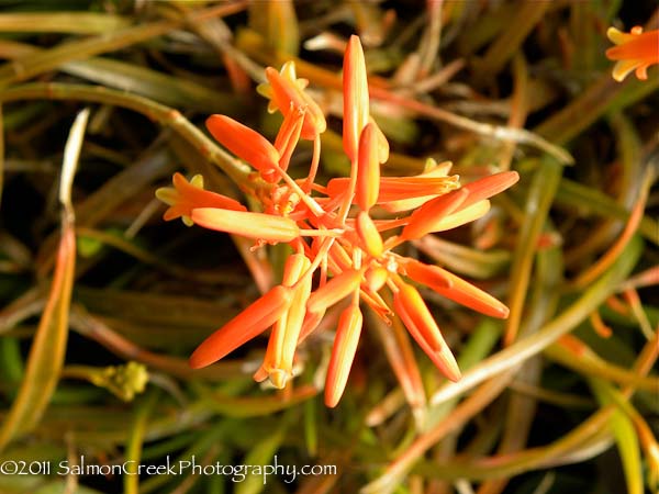 Aloe ‘Johnsons Hybrid’