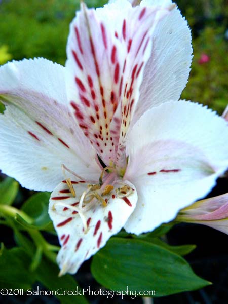 Alstroemeria Casablanca