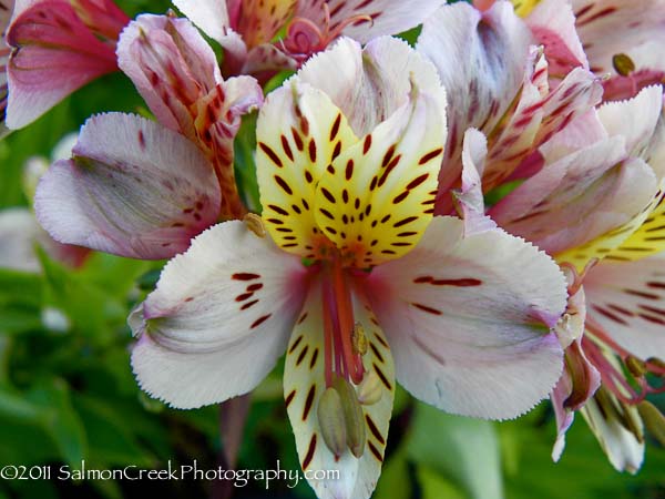 Alstroemeria Champagne