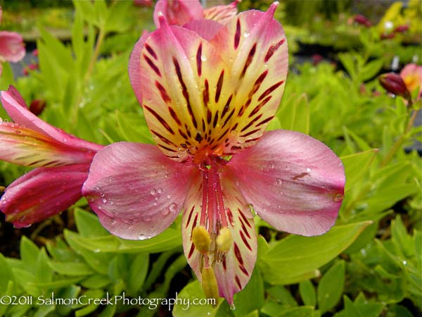 <i>Alstroemeria</i> ‘Dusty Rose’