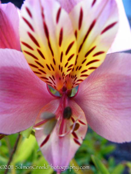 Alstroemeria Dusty Rose