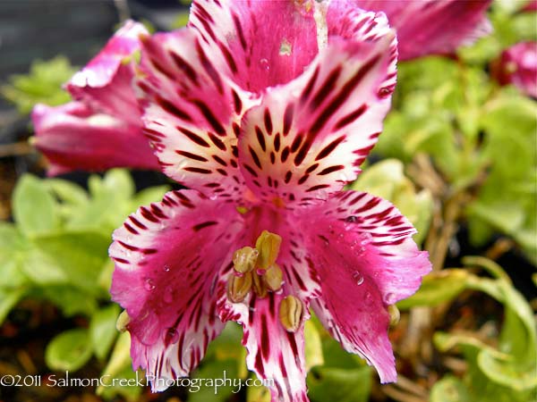 Alstroemeria ‘Lavender Blush’