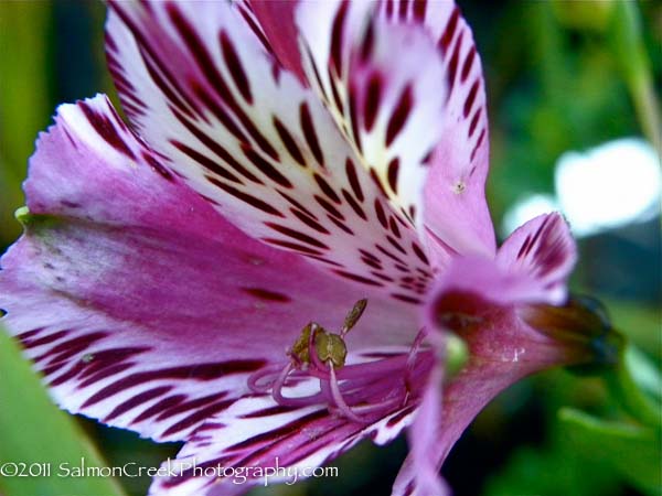 Alstroemeria Lavender Blush