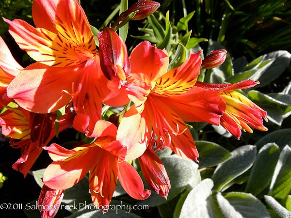 Alstroemeria Princess Victoria