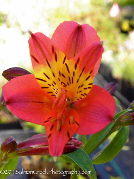 Alstroemeria ‘Princess Victoria’