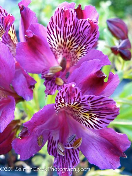 Alstroemeria ‘Rachel’