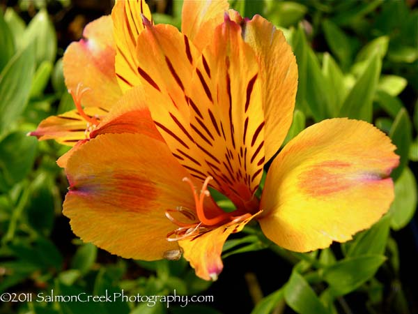 Alstroemeria Third Harmonic