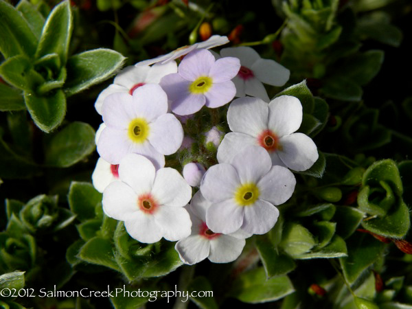 Androsace lanuginosa