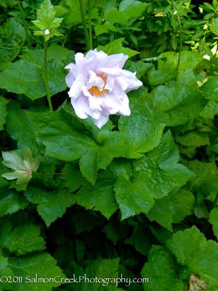 Anemone hybrida Alice