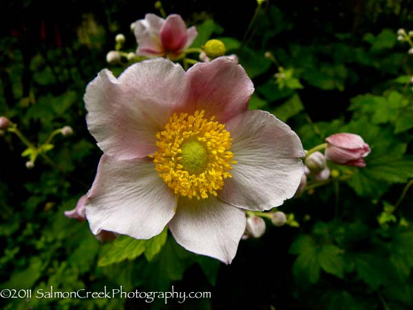 Anemone hybrida ‘Alice’