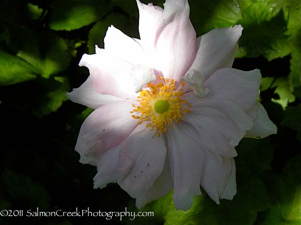 Anemone hybrida ‘Alice’