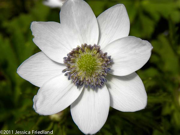 Anemone leveillei