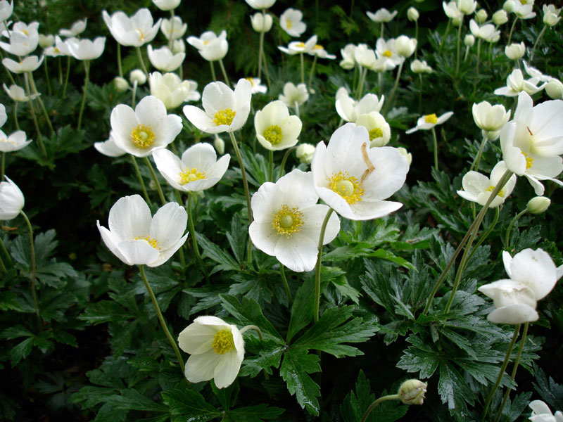 Anemone sylvestris