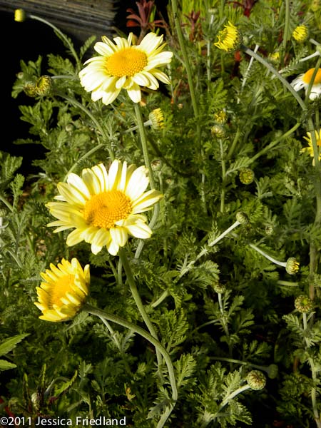 Anthemis ‘Susanna Mitchell’