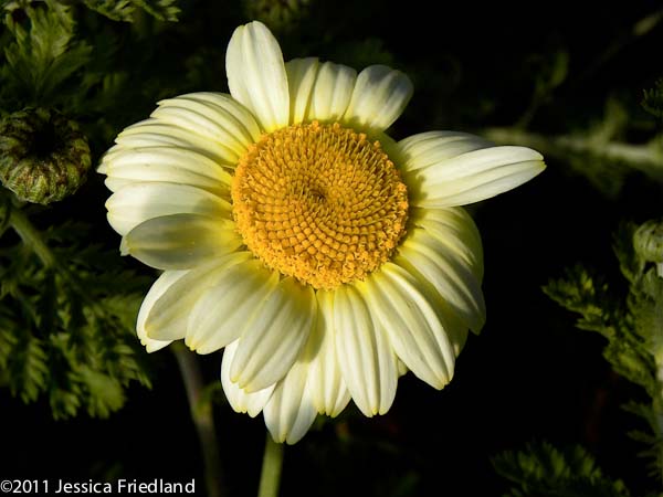 Anthemis ‘Susanna Mitchell’