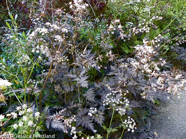 Anthriscus sylvestris ‘Ravenswing’