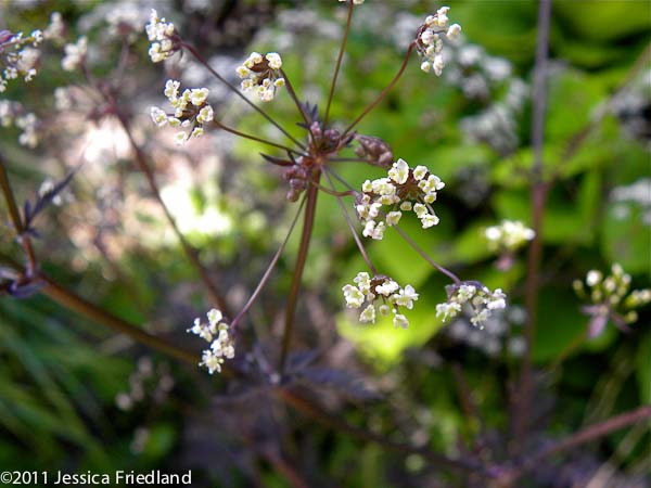 <i>Anthriscus sylvestris</i> ‘Ravenswing’