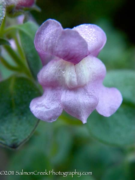 Antirrhinum hispanicum ‘Roseum’