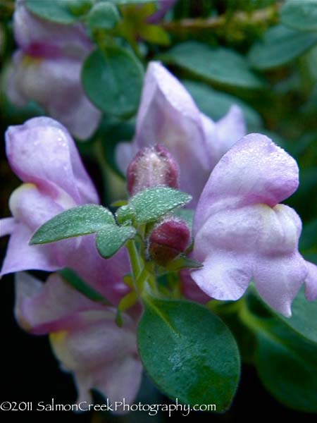 Antirrhinum hispanicum Roseum