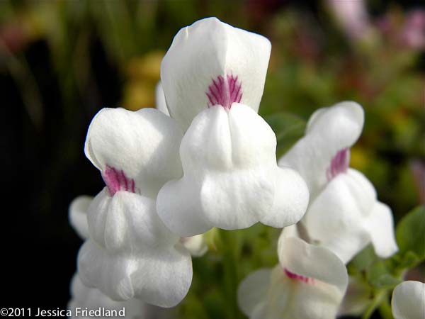 Antirrhinum sempervirens