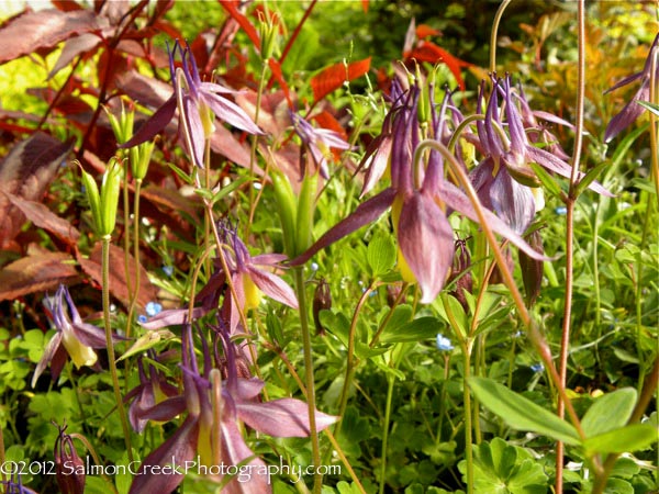 Aquilegia buergeriana ‘Calimero’